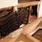 bee-removal-from-walls