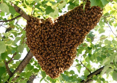 bee-removal-swarms