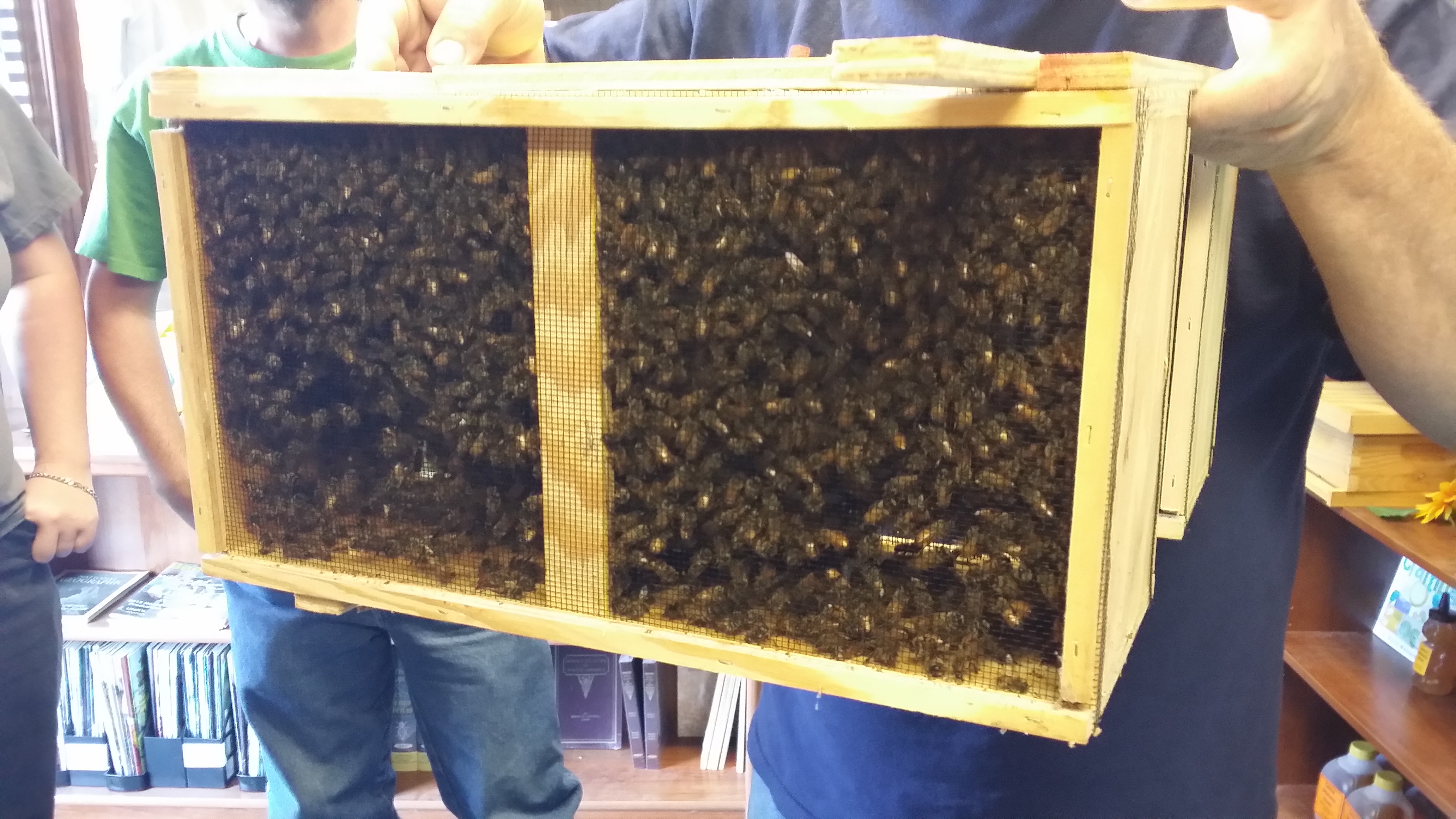package-of-bees