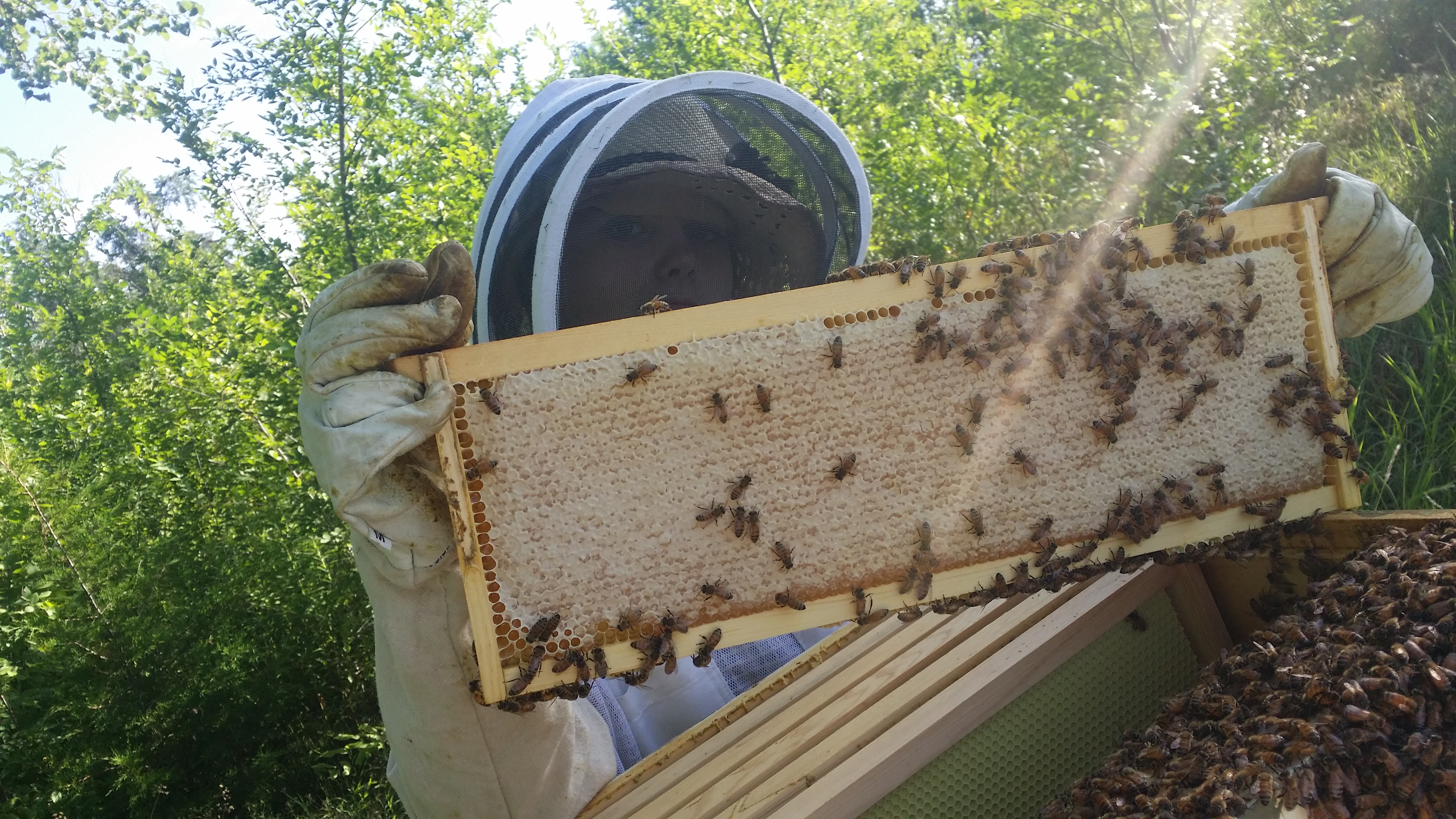 beekeeping-101