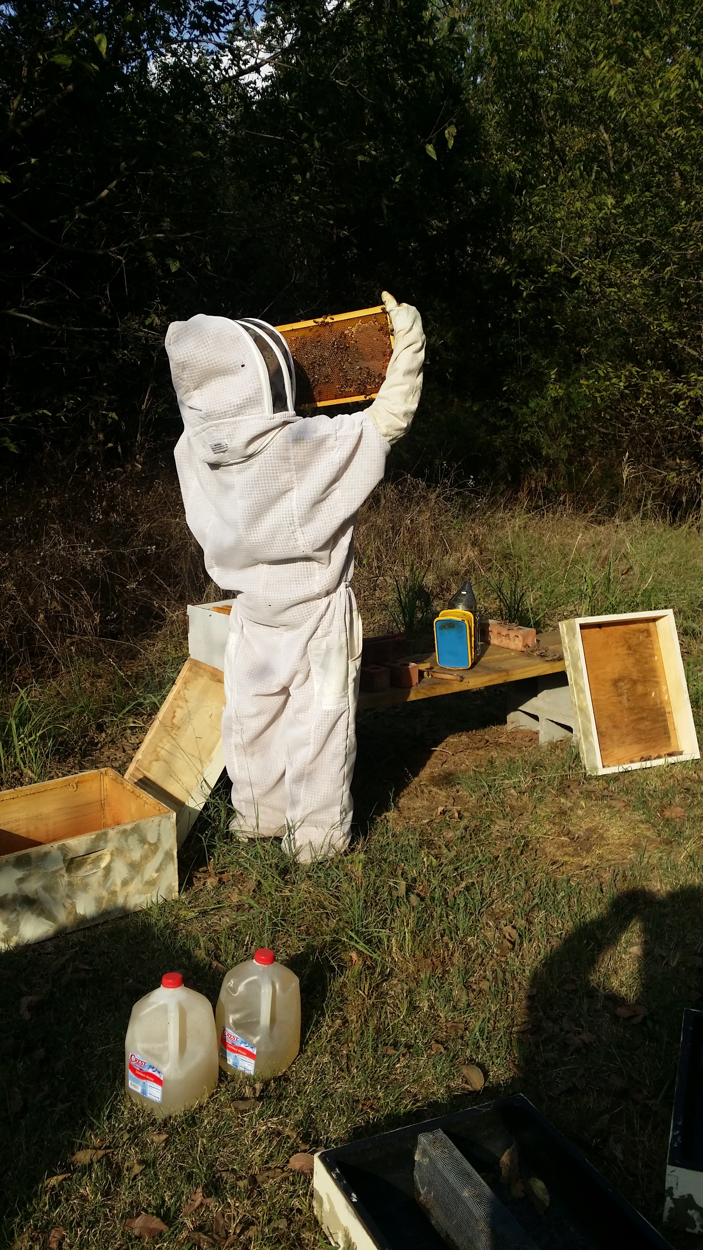 reasons-to-become-a-beekeeper